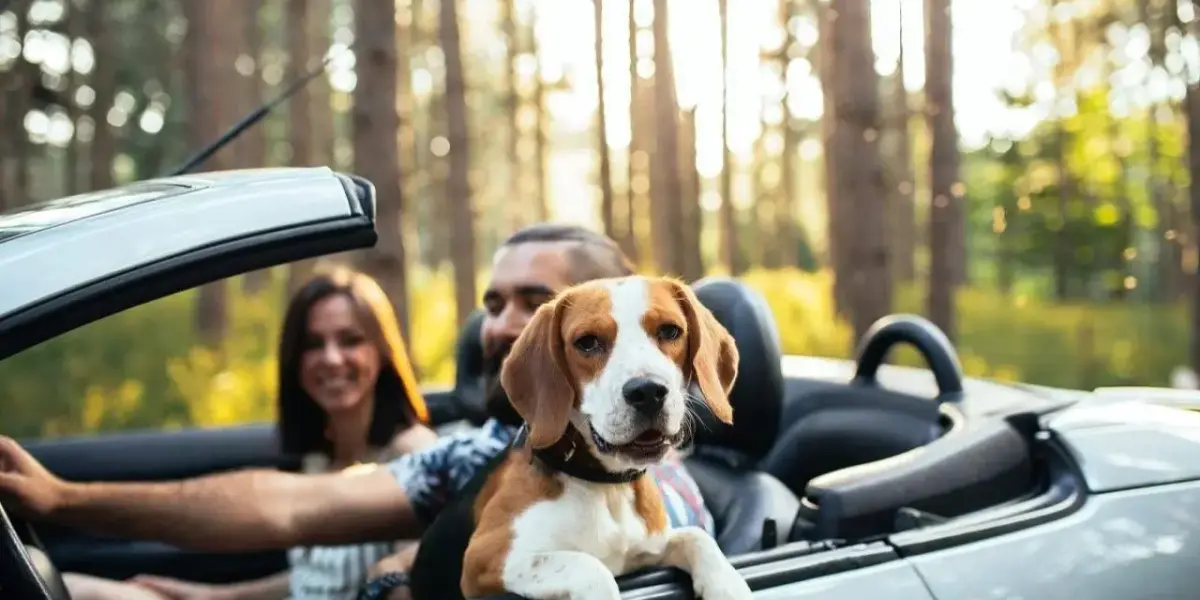 Are Pets Allowed In Enterprise Rental Cars?