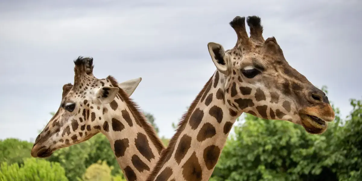biggest zoos in the us