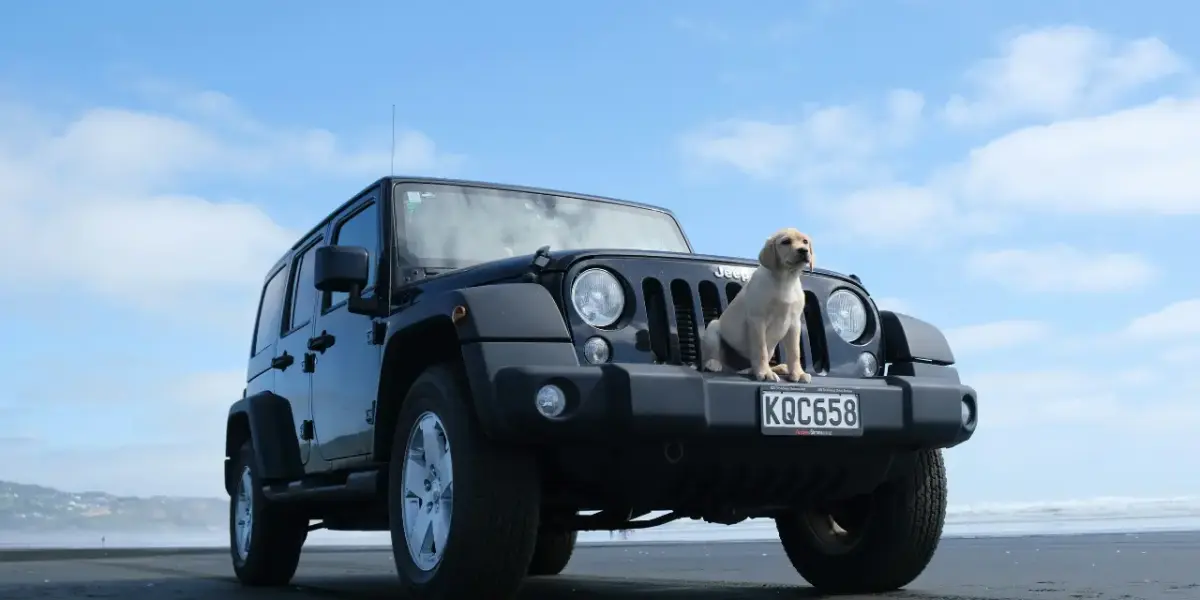car rental companies that allow pets and dogs