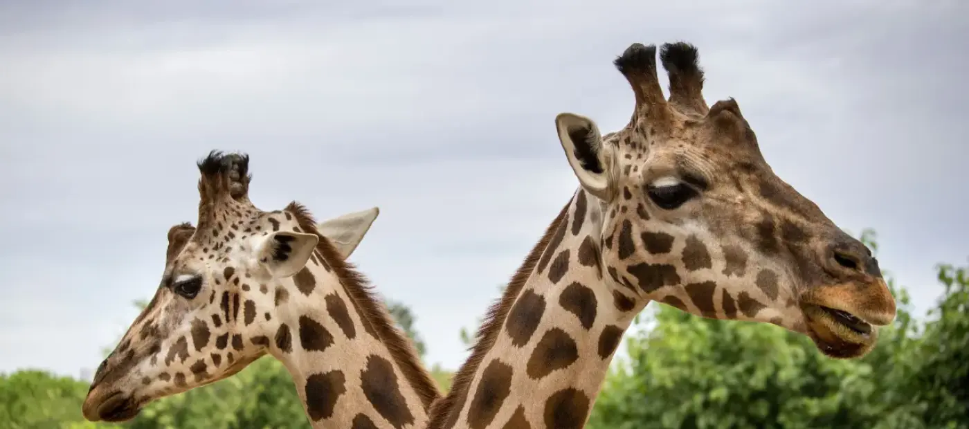 biggest zoos in the us
