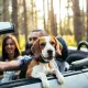 Are Pets Allowed In Enterprise Rental Cars?