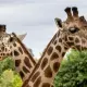 Top 10 Biggest Zoos in the USA You Need to Visit