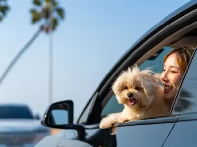 Are Dogs Allowed in Rental Cars?