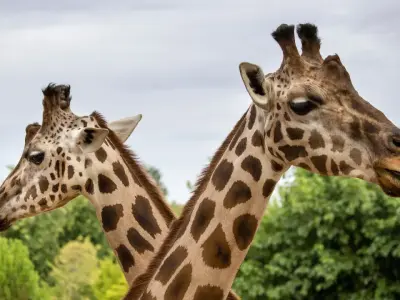 Top 10 Biggest Zoos in the USA You Need to Visit