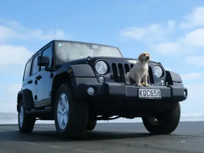 Which Car Rental Companies Allow Pets and Dogs?